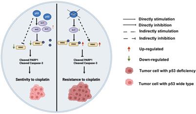 p53 deficiency mediates cisplatin resistance by upregulating RRM2 and crotonylation of RRM2K283 through the downregulation of SIRT7